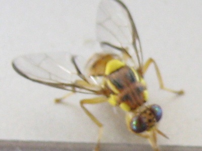 Oriental fruit fly