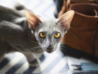Oriental Shorthair