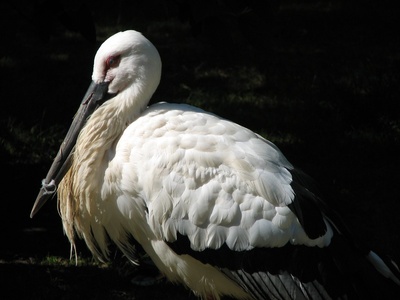 Oriental stork