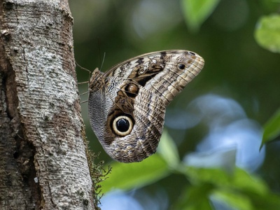Owl butterfly