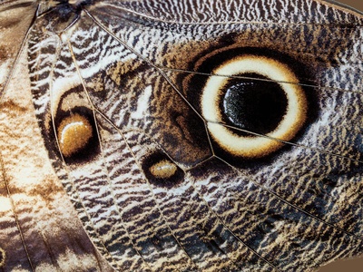 Owl moth (Caligo memnon)