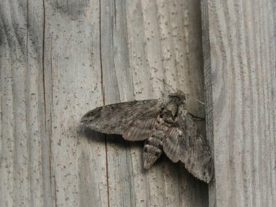 Owl moth (Caligula-like)