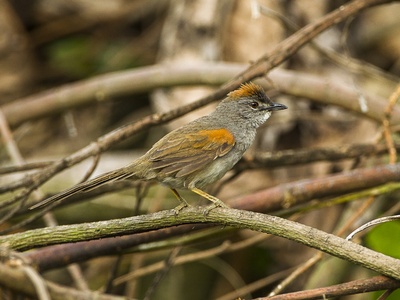 Pale-breasted Spinetail
