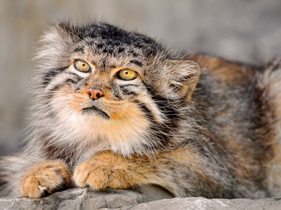Pallas's cat