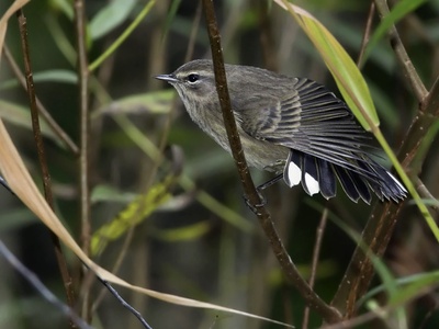 Palm warbler