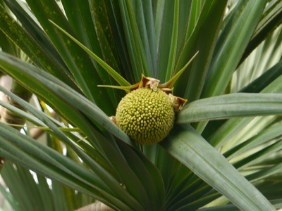 Pandanus