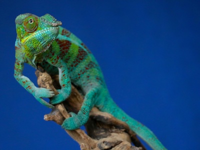 Panther chameleon