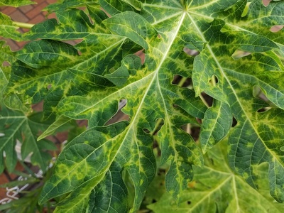 Papaya ringspot virus (PRSV)