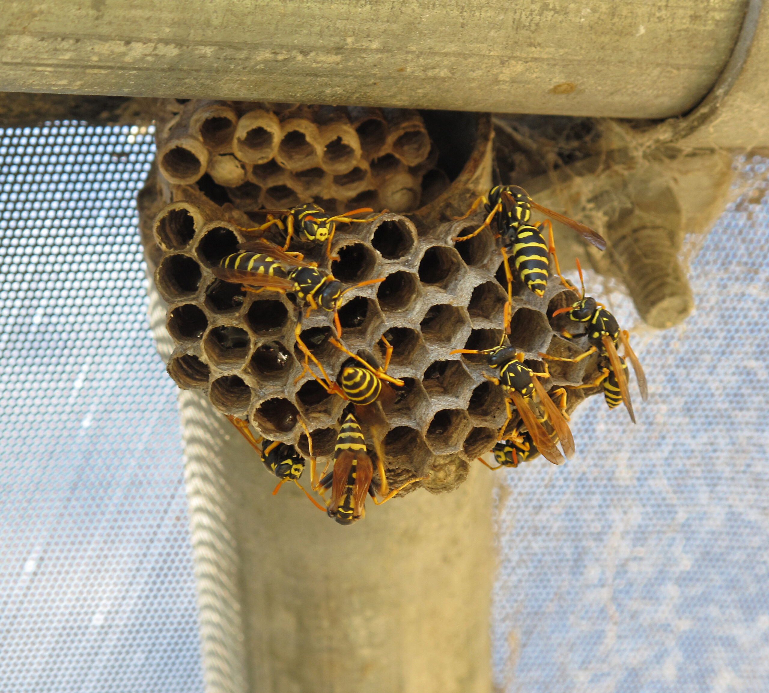 Paper wasps clustered on their papery grey nest, showing the layered hexagonal comb cells