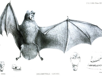 Parnell's mustached bat