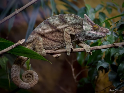 Parson's chameleon