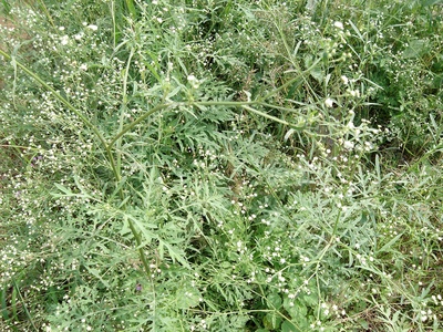 Parthenium weed