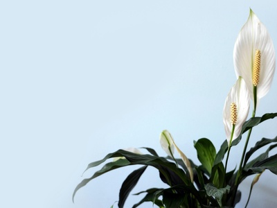 Peace Lily