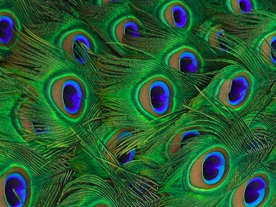 Peacock's tail