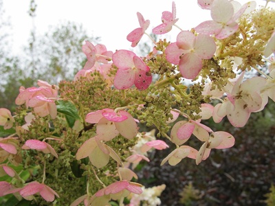 PeeGee Hydrangea