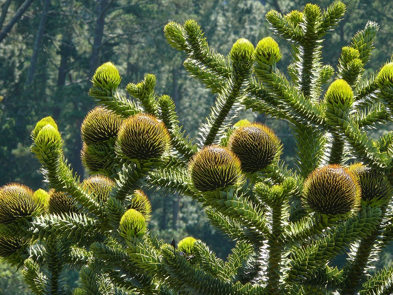 Tree Onchilla The Complete List of Trees of Chile - Flora Fauna Fun