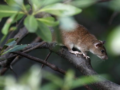 Pencil-tailed tree mouse
