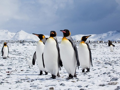 Penguins
