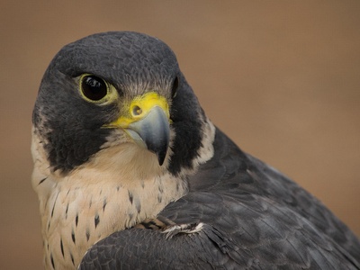 Peregrine falcon