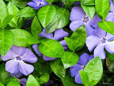 Perennial vinca