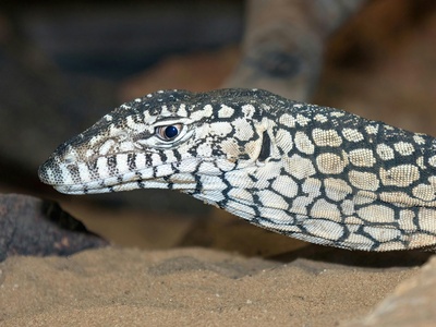 Perentie (monitor) 