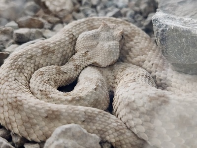 Persian horned viper