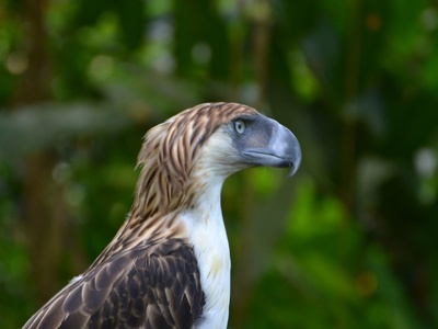 Philippine eagle
