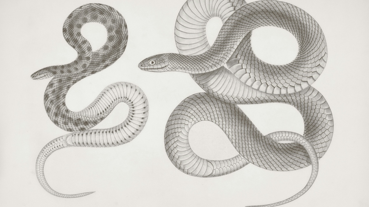 Close-up of python scales and muscular body