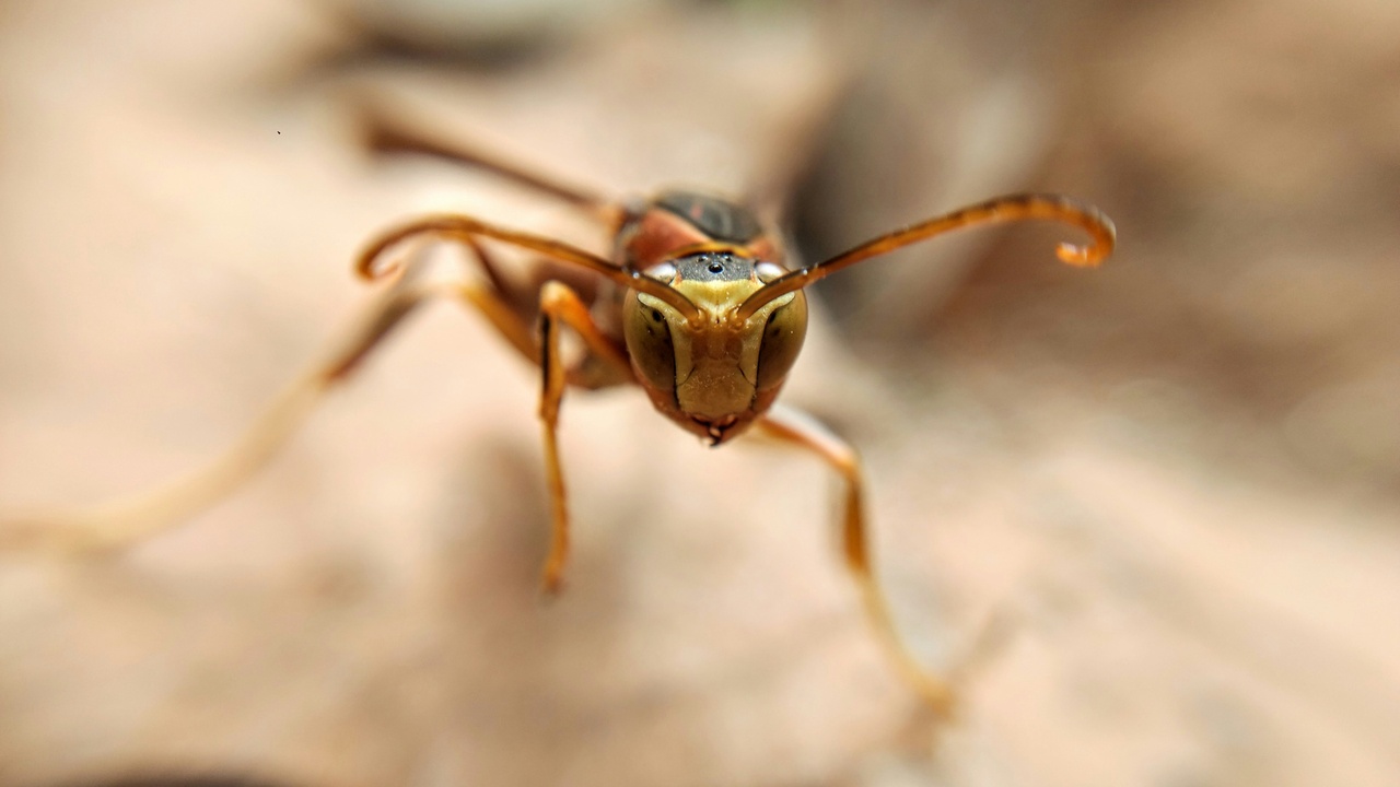 Close-up comparison of bee and wasp anatomy showing hairy bee and smooth wasp bodies