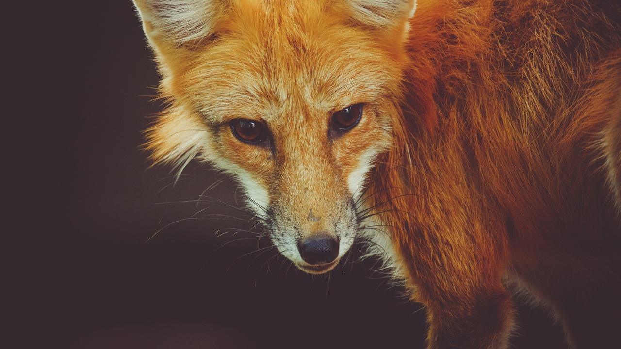 Close-up of a red fox showing russet coat and bushy tail
