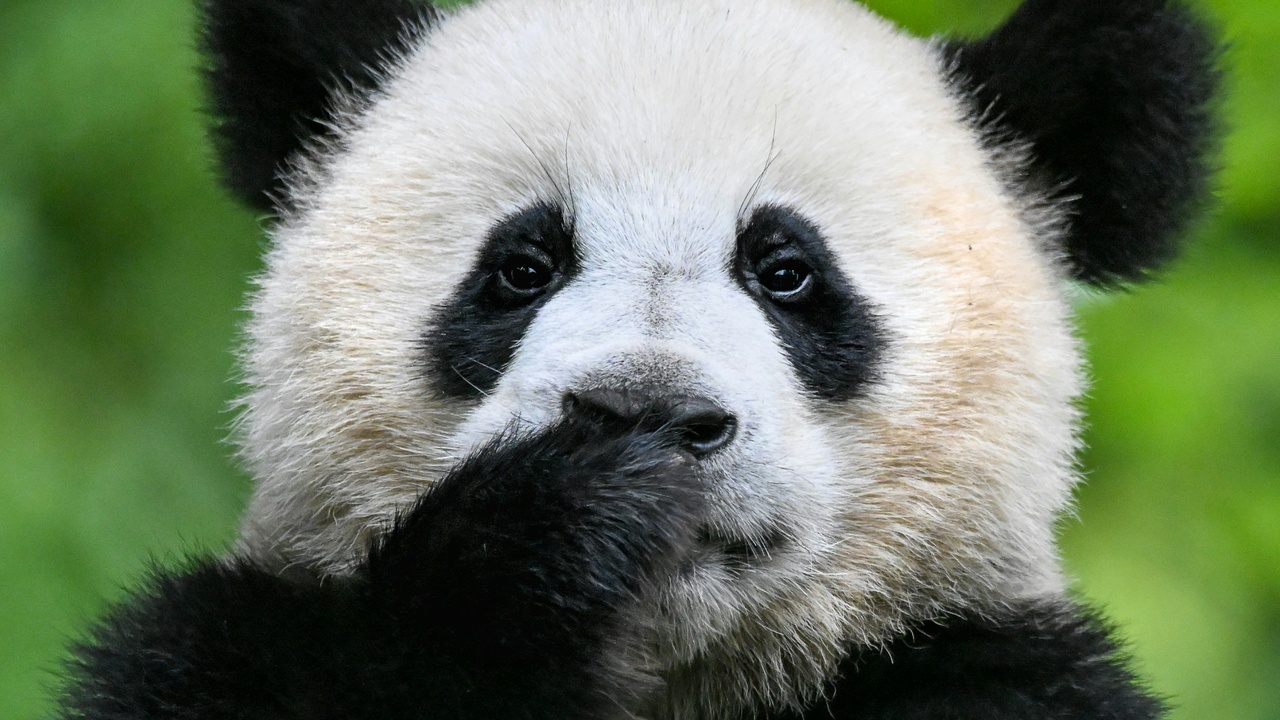 Close-up of a giant panda's black-and-white coat and face