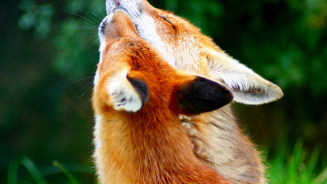 Golden jackal standing on rocky ground, showing slender legs and fur pattern