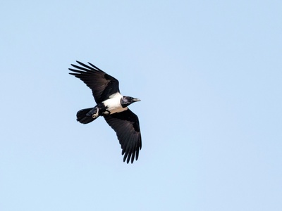 Pied Crow
