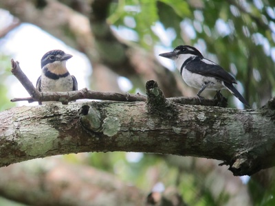 Pied Puffbird