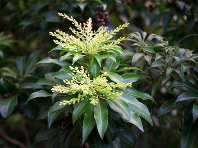Pieris