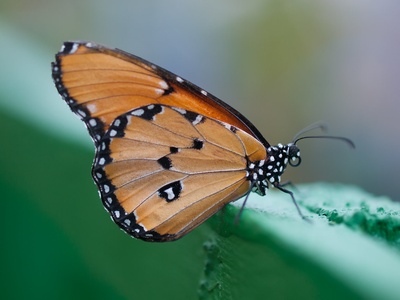Plain tiger butterfly