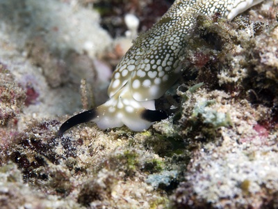 Plakobranchus ocellatus