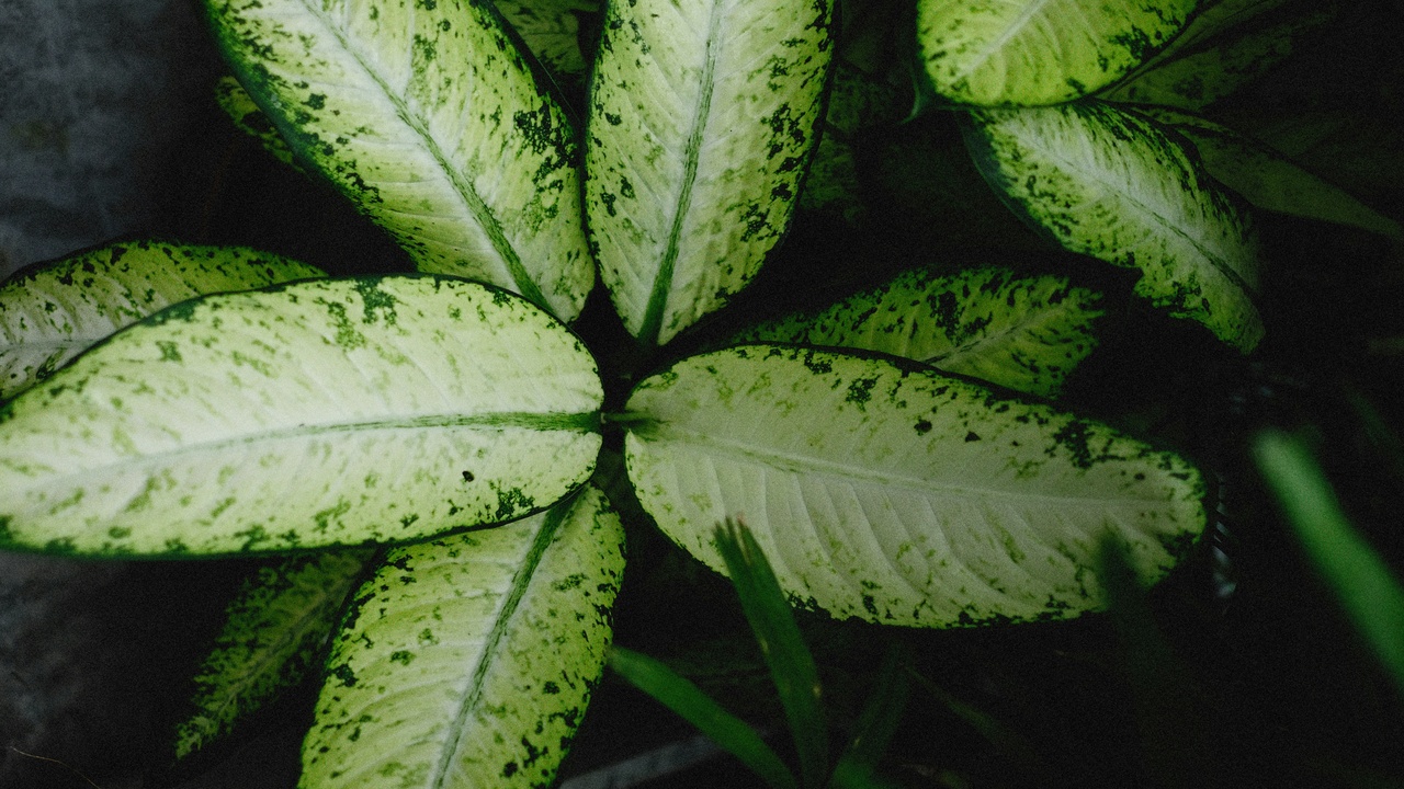 Leaf cross-section showing stomata and xylem for water transport