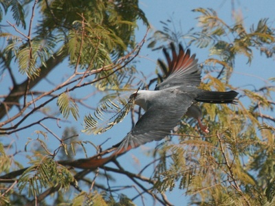 Plumbeous Kite