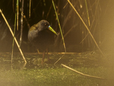 Plumbeous Rail