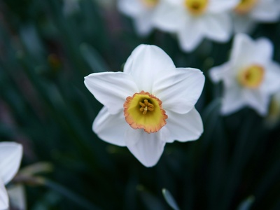 Poet's Daffodil