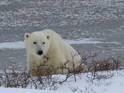 Polar bear