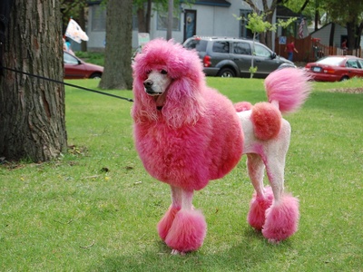 Poodle