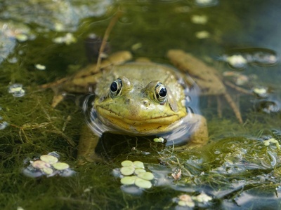 Pool frog