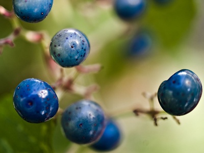Porcelain berry