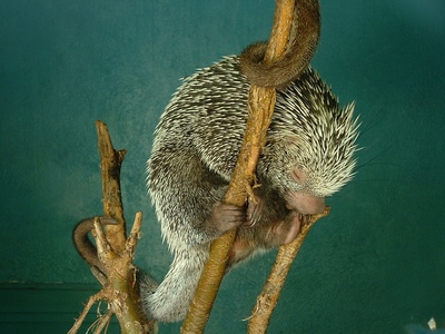 Porcupine