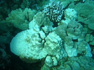 Porites lobata