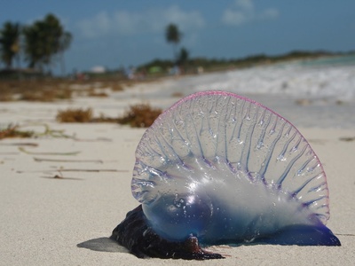 Portuguese man o' war