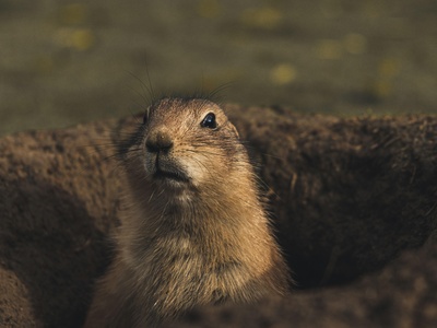 Prairie dog