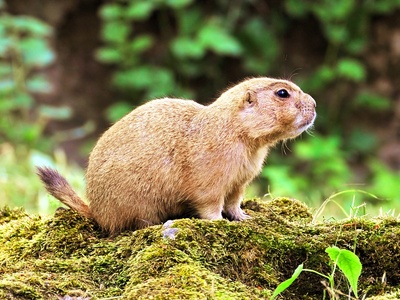Prairie dog